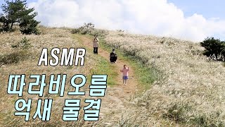 제주 따라비오름에 흩날리는 억새의 물결 ASMR _억새꽃 억새풀 바람소리-제주의 소리