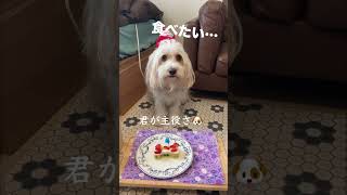 【祝4歳】全力お祝いしてみた🎂#お誕生日#ミックス犬のリズム君 #親友4年目 #doglover