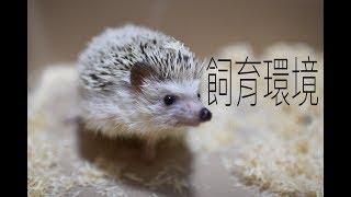 ハリネズミの飼育環境を紹介！