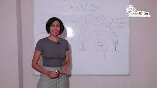 What is Pulpectomy? - Dr. Premila Naidu