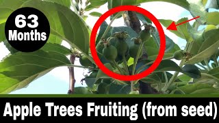 Apple Trees Grown From Seed Update - 63 Months - Trees Fruiting!