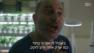 די-אם-טי טהור - מטומטמת