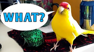 A cheeky kakariki sees himself on video 👀🐥 see what happens