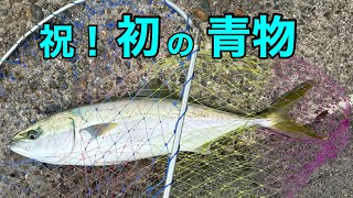 アジの泳がせ釣り　青物編