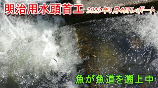 【明治用水頭首工】魚が魚道を遡上中【4月4日レポート】