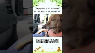 12年間も鎖につながれていた犬を救った後のシーンに涙が出ました