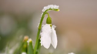 Peter Deunov - Music - The Snowdrop - (Kokitche)