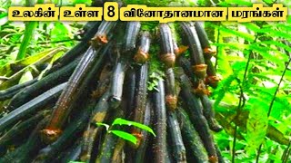 உலகில் உள்ள தனித்துவமான மரங்கள் | Most Unique Trees In The World - Tamil Galatta News