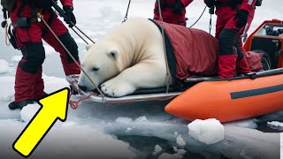 HEROIC TEAM RESCUES POLAR BEAR ENTANGLED IN FISHING NET