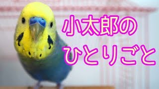 セキセイインコ小太郎のひとりごと