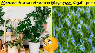 இலைகள் ஏன் பச்சையா இருக்குனு தெரியுமா ?  Facts in minutes mystery in tamil #plants #tree