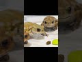 やけくそなミヤコヒキガエル　funny toad video