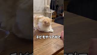 ついに芸を覚えた天才猫のちび【ミヌエット】#Shorts