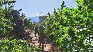 Hundreds of Illegal Marijuana Grow Operations Sprout in the Shadow of Mount Shasta