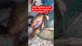 ఈరోజు బంగారు తీగ చేపలు తెచ్చిన|gold fish|bangaru teega|live fish