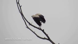 White Stork / Leylek