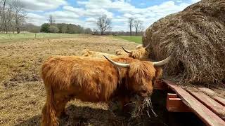 Scottish Highland Cattle - Feeding and Taming the Herd