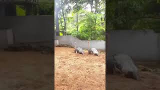 ලොව විශාලතම පක්ෂියා😲 පැස්බරා🦩❤️ #ostrich #explore #birds #big #shorts