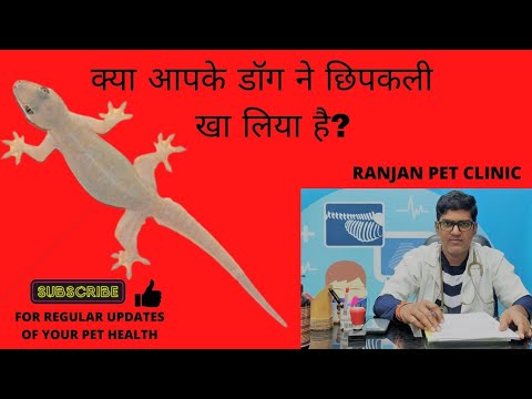 What happens if dog eats a gecko?