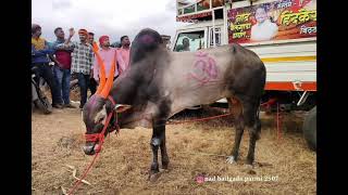 विठ्ठल नाना यांचा नाग्या आज वाकेशवर मैदानात कोणत्या गटात पळणार!बकासुर गाडी फॉल का झाली गटात😔#बकासुर