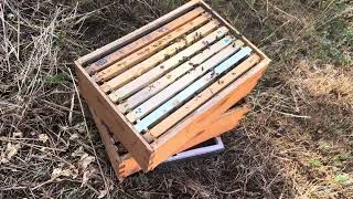Why are these bees dying?