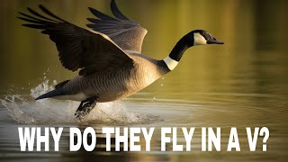 Why Geese Fly in a V - Animal Behaviour - STEM - Wildlife Facts - Ornithology - Nature Education