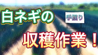 【収穫作業】手掘りで白ネギの収穫をしました。新規就農3年目です。