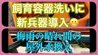 ふじやんメダカ　飼育容器洗いに新兵器導入😬　梅雨の晴れ間の屋外水換え