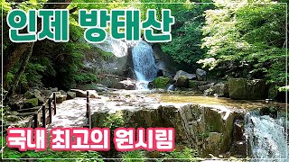 방태산 자연휴양림 | 국내 최고의 원시림 | 햇볕이 들지 않는 울창한 숲길과 시원한 계곡길 | 여름산행추천