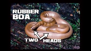 10 Rubber Boa Facts - The Docile Two-headed Snake - Animal a Day