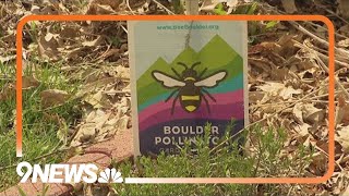 Growing Colorado's bee population