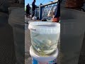 fishing 🐠in istanbul🇹🇷 above golden horn bosphorus turkey shorts fishing turkey