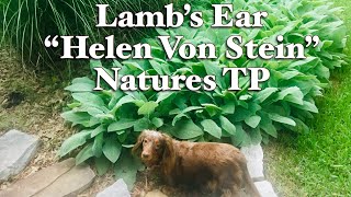 Lambs Ear “Helen Von Stein”