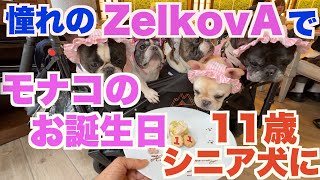 今話題の ZelkovA でお誕生日会 【 フレンチブルドッグ french_bulldog 】 モナコ11歳になりました