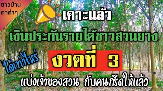 📣ด่วน! เคาะแล้วเงินประกันรายได้ชาวสวนยาง งวดที่ 3  คำนวณให้แล้วทั้งเจ้าของสวนและคนกรีด