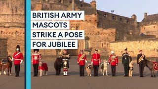 British Army mascots make themselves picture perfect for HM The Queen