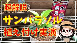 植える前に見て！/殺虫剤はこれ/ベニカＸガード粒剤/サンパラソル植え付け