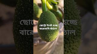 বারোমাসি কাঁঠাল এখন আপনার টবেই হবে! #garden #fruit #farming #gardening