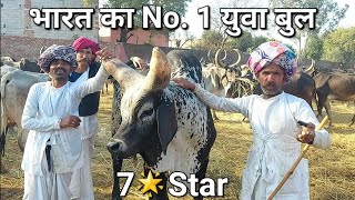 भारत का No.1 युवा 7 🌟 Star काबरा कांकरेज बुल || 85275 55736 ||