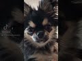 Никто мне свой ужин не отдал 🫠❤️❤️❤️ чихуахуа chihuahua