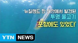 [단독영상] 포항 앞바다서 포착된 '투명 물고기' / YTN