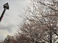 東京都北区防災行政無線夕焼け小焼け令和２年３月３１日18時放送分