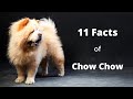 11 FACTS YOU NEED TO KNOW BEFORE BUYING A CHOW CHOW