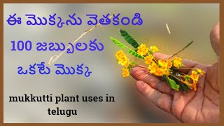 ఈ మొక్క దొరికితే వేరుతో సహా తెచ్చుకోండి || mukkutti plant uses in telugu || అందరికి దొరుకుతుంది