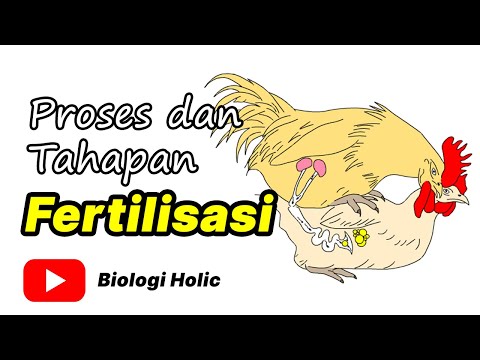 Proses Dan Tahapan Fertilisasi (Animasi) - YouTube