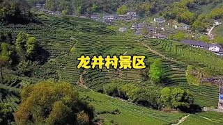 浙江4A景区杭州龙井村龙井茶采摘地景点徒步讲解龙井村旅游打卡