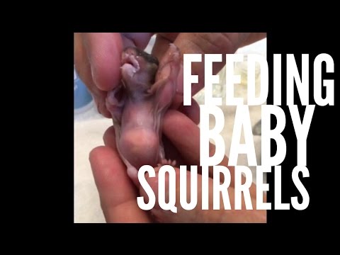 Feeding Baby Squirrels Feeding Baby Squirrels