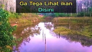 Miris sekali melihat ikan gabus disini