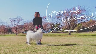 ［English subtitles］Go for a walk with your large dog in autumn【samoyed】