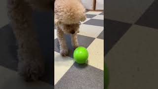 たまご型おもちゃトイプードル/Egg-shaped toy for Toy poodle #shorts